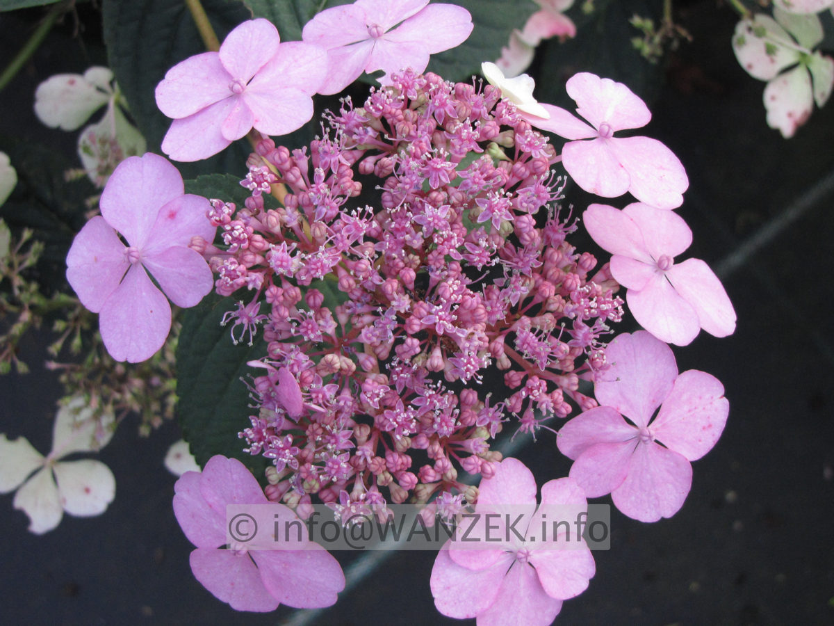 Hydrangea serrata Blue Bird 01.JPG